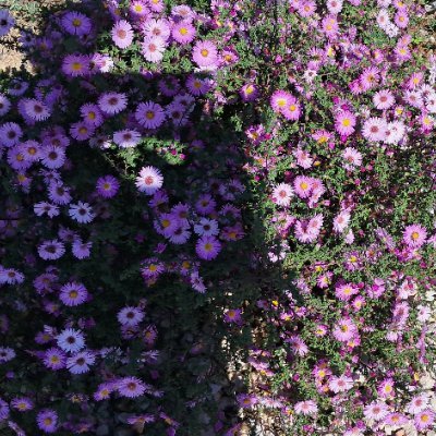 ginka_hris92685's profile picture. 