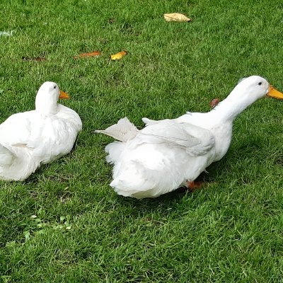 multimediaberk's profile picture. everything is going quackwards🦆🦢