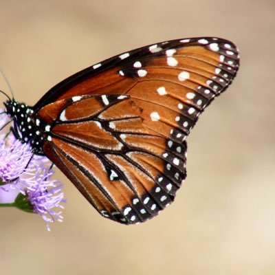 quitequietquinn's profile picture. "Just living is not enough," said the 🦋, "one must have sunshine, freedom, and a little flower.” ~ Hans Christian Andersen.