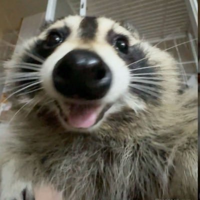 zocooc's profile picture. #be الديره الي مافيها خوالك لوح بها بسروالك وهذا الي اسويه بالحساب