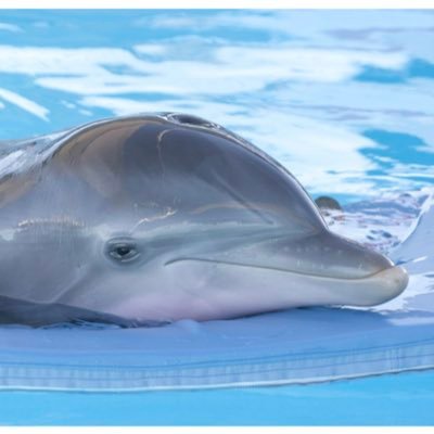 phinskp's profile picture. fins down