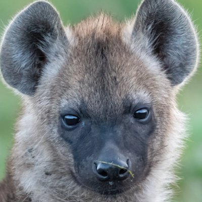 Hm_Spooky's profile picture. Dragon ball fan and artist
Subscribe for my main!: @AusyBigBux