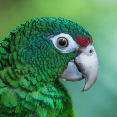 GrowthActivator's profile picture. 