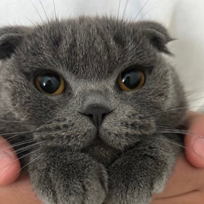 lliaa_ia's profile picture. Ecom & Travel