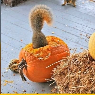 Claire_Squirrel's profile picture. Il ne faut jamais perdre une occasion de s'instruire.
Team AssMat