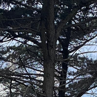 caduhenning's profile picture. 