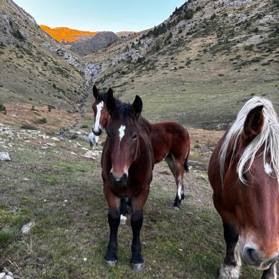 Txetxulin's profile picture. malalt de la muntanya i la neu,he fet de la meva passió una professió, català i cule