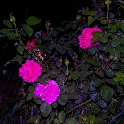 Maykay_Maykay's profile picture. Aspiring Polymath, Designer, Researcher, Cybernetics, Orch-OR appreciator, Space-time framework denier, 20th Century Philosophy, Geist Surfer, Bön believer