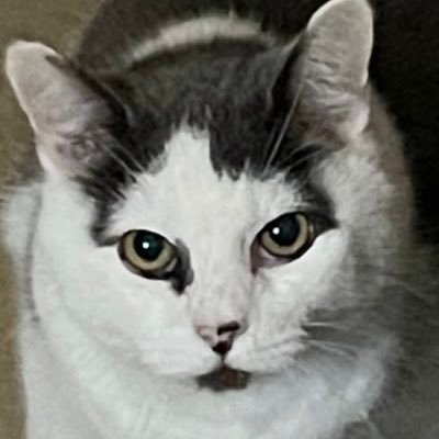 Flamingo_Emoji's profile picture. some say I'm the president of funkytown. others lie. @moe__kiess ←alt || jeremiah 29:11 ||