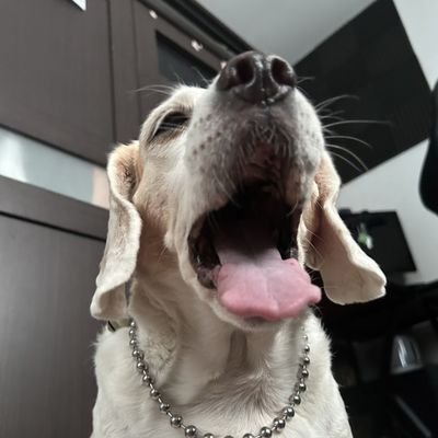 QNifj's profile picture. 