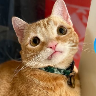 sarascreens_'s profile picture. bears/sadie sink/olivia rodrigo