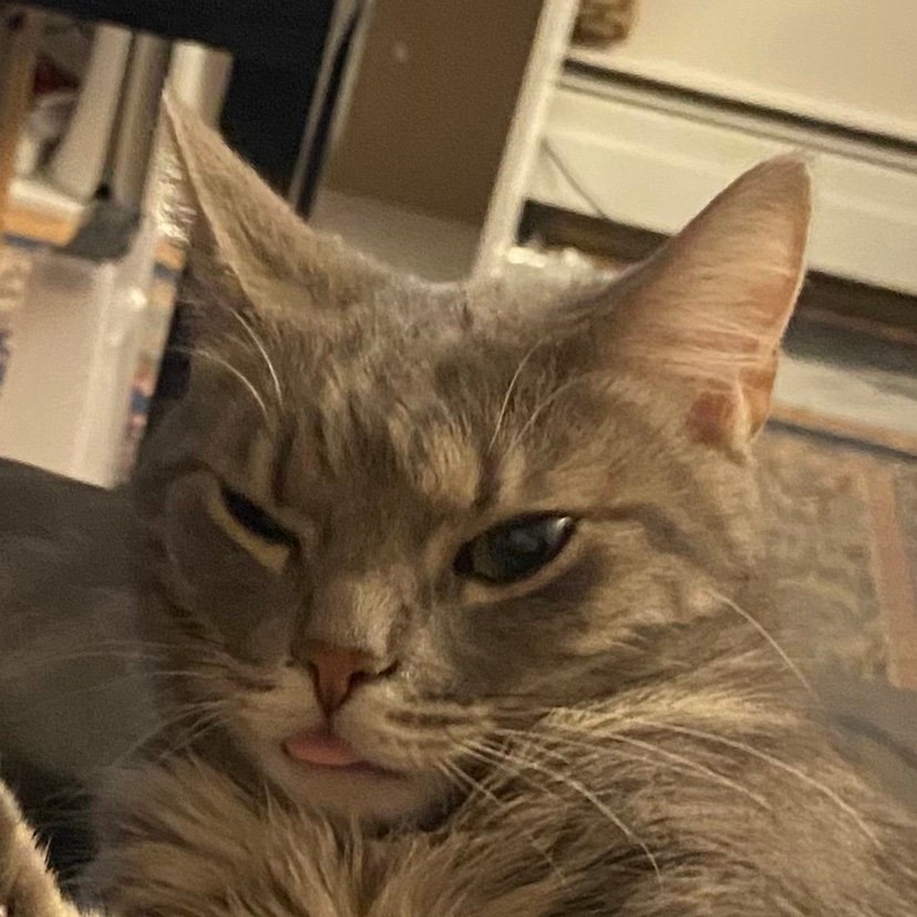 Br33zyb33s's profile picture. 