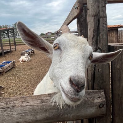 amndddaa's profile picture. eu amo minha namorada