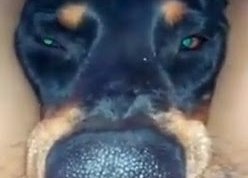 DogloverXd115's profile picture. Love Dobermans and makes "ZMV's" I also have a zooy Discord but only trusted members allowed