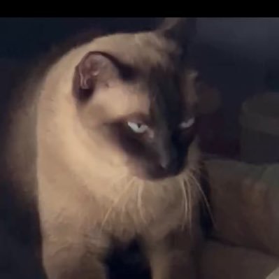 PPasavut's profile picture. Everything is fine 😌