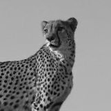 sheriffdev13's profile picture. dex, pseodo-trader, no paid groups