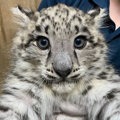 grahamtistic's profile picture. absolutely not lupus | neurodivergent psychology student | agender femme lesbian ⚢