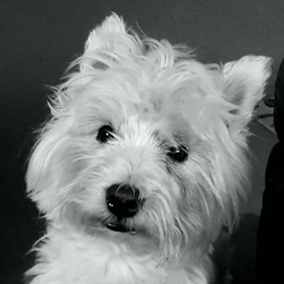 weejockmcfurr's profile picture. Lt Jock Mcfurr 🌈 proud member of #cloudriderz and me mum who I lovingly referred to has her and who now has my delegated authority.  NO DM’s