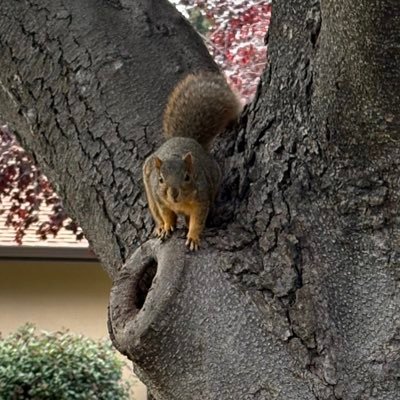 NatureFRK's profile picture. Nature Lover🍃Granny of two✌️🌼🇺🇦#LGBTQ🏳️‍🌈. #legalizeweed Where is the Love..Music Lover. no dms