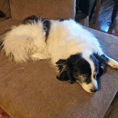 birddog11463023's profile picture. Anti MAGA