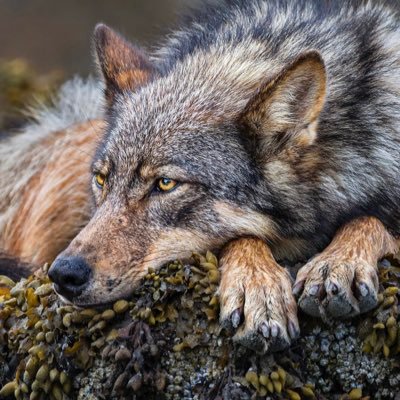 loba_bts's profile picture. I love you, I’m waiting for you unbearably. (V Nabokov) Mom, my sweet pie is a gentleman, Professor, 37, Dope army, Taekook heart and soul 🐰🐻💚💜 I 💜 Y