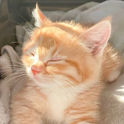 hamari_official's profile picture. お金が必要な場合は、直接メッセージを送って受け取ってください。注意!!!!️本当にお金が必要なら、信頼できる正直な人だけが私にDMしてください🤗