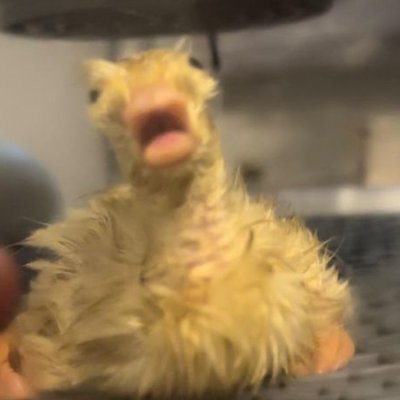 l0l0na's profile picture. lor | 30+ | ESP/ENG | 🔞