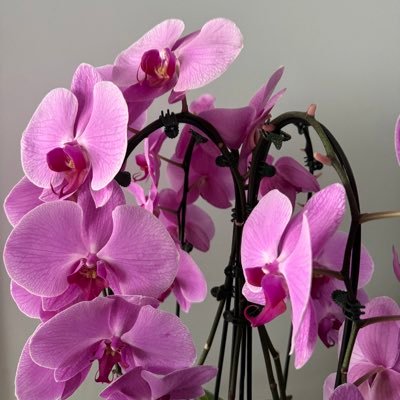 emilyzsu's profile picture. ⊹ is on a computer. ₊⋆｡⊹°✧