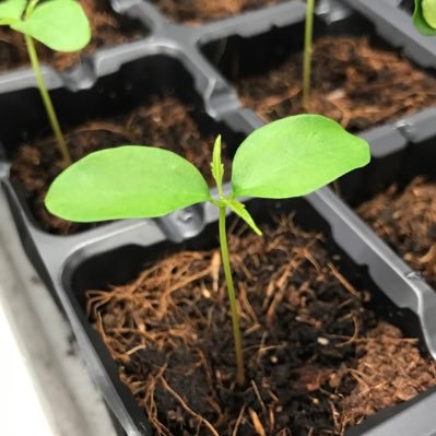 konishi_ninohe's profile picture. ＊国宝・重文修復に使用する漆の栽培から漆掻きまで。
＊日本で唯一、企業による日本産漆生産
＊岩手県二戸市から当社職人の仕事をご紹介します。Instagram→https://t.co/5xhXHiGePv  文化財修復と日本産漆生産についての記事→https://t.co/Da6FhK42wz