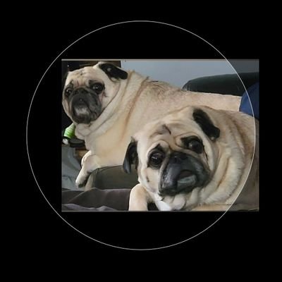 SarahPug12's profile picture. Sarah was my 15.1-yr-old baby girl who passed away on 2/3/2017💗. She will live in my❤forever. Sarah is now watching over r new additions Stella,Orange&Dexter🐱
