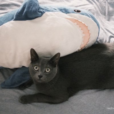 Cat8Blahaj's profile picture. 听说推上猫猫管够😋