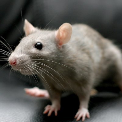 mestglobal31's profile picture. fareli köyün kavalcısına göre ilk kural güven ikinci kural kuantum fiziğidir. e=m^c2 yani eminem türktür
namı diger akilli farem MİŞKO