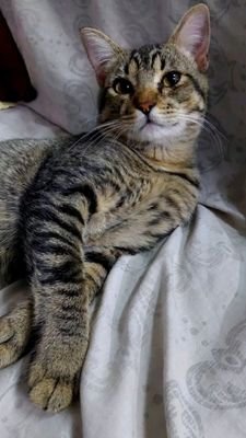 Betopas49's profile picture. 