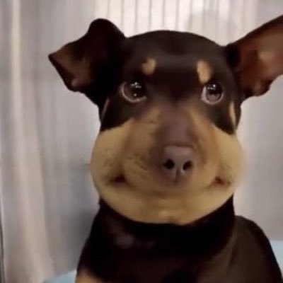 Boobertboob's profile picture. 