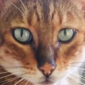 Trixieforestry's profile picture. 