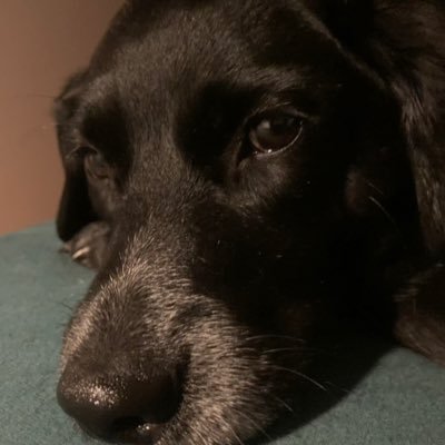 BineB's profile picture. AntiFa. AntiRa. Sozialarbeiterin. @sistersoftaste. #Ella‘s & #Charlymiez‘s Frauchen. @dieLinke. @FLR_THR