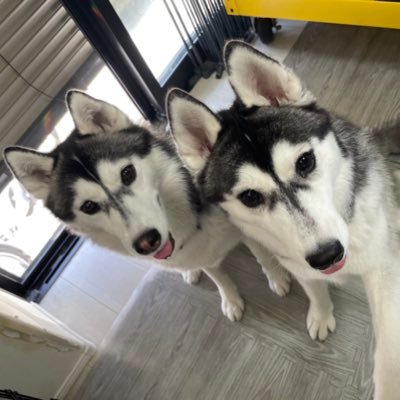 abebi_fly's profile picture. 2トイプー2ハスキー🐾 w-inds./ROIROM💎🍯cHaRm/三浦大知くん🕺大知識人