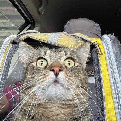 tweet_dsouza's profile picture. Top 8 companies till I retire: Ordered by largest holdings: Intel, Nvidia, Apple, Google, Microsoft, Visa, Costco, Tesla. Intel to 1 trillion.