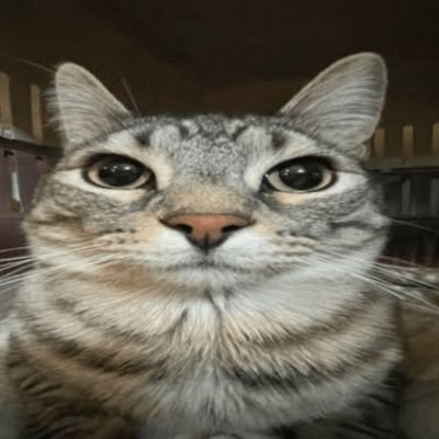 aaronavpa's profile picture. Holi buenos días !