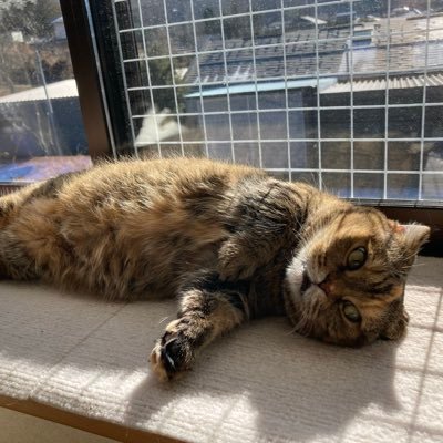 mugi_to45953's profile picture. 読書と散歩とコーヒーが好き。相互フォロー100％です！どうぞよろしくお願いします！