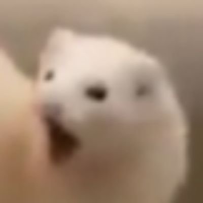 tief4tief's profile picture. the little tranny who couldn't