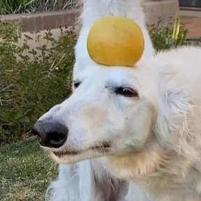 doctorvines's profile picture. Conta de numero 5767