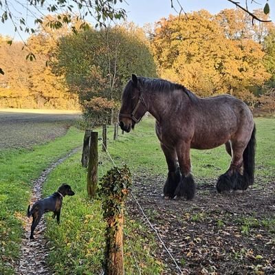 Maksim586137408's profile picture. Un russe en France