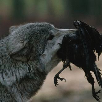 esquizofswn's profile picture. jogo lol e falo merda