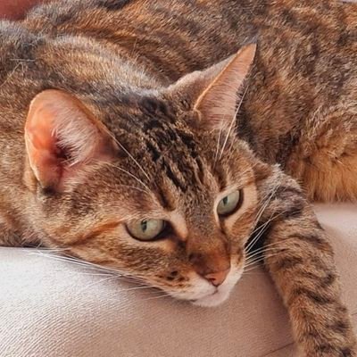 Dan_BL0310's profile picture. Colombian 🇨🇴
Lvl 24 on valer mondá 💖
Fotos tomadas por yotas pelotas