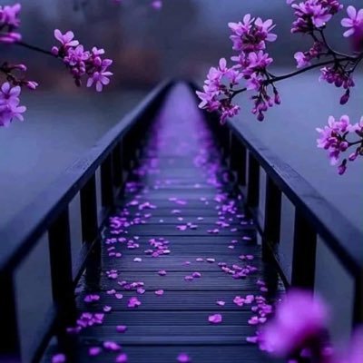 LlhAlamr53267's profile picture. 