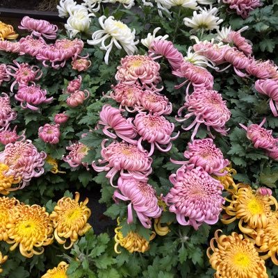 wenjiely's profile picture. 