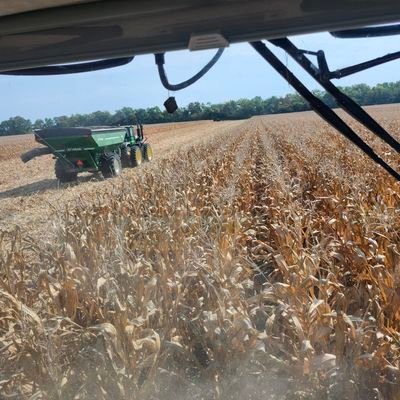 FarmingBD's profile picture. Grain & Cattle