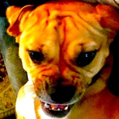 satoshis_puggle's profile picture. 