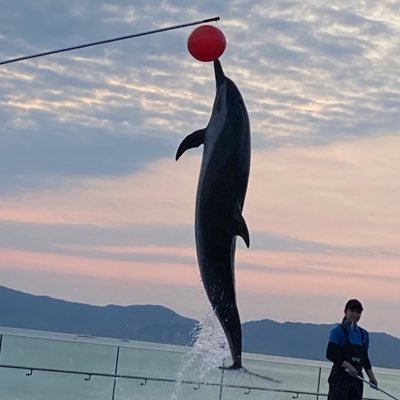 t8jFtZsA043qbIy's profile picture. 鯨が好きな人です。